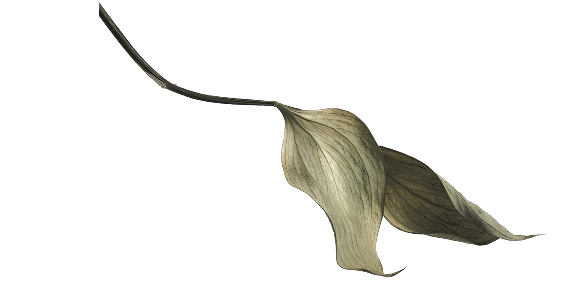 Detalle natural que acompaña la experiencia de relax